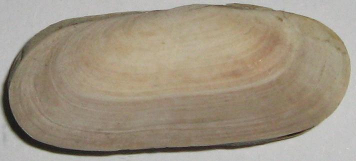 Azorinus chamasolen (Da Costa, 1778) - pliocene - Toscana